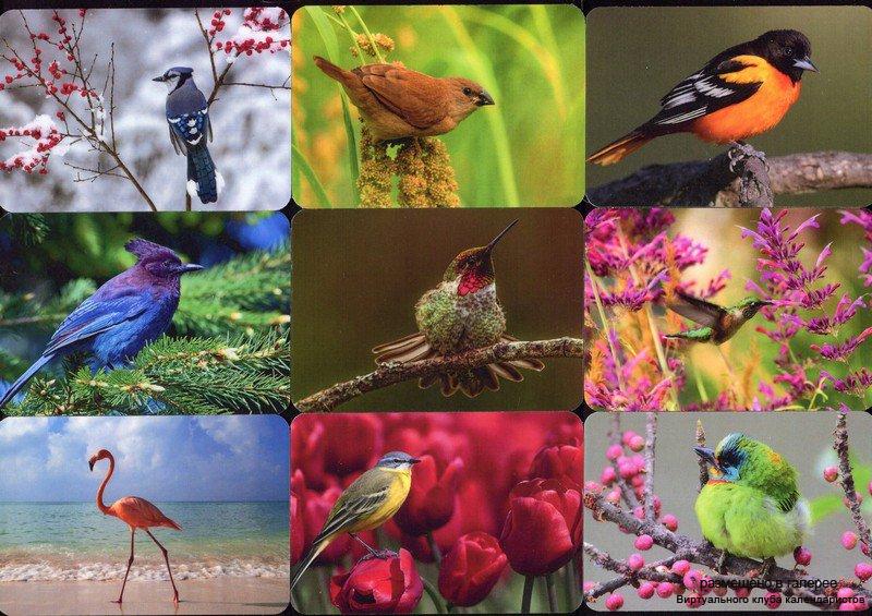 Серия календарей «Яркие птицы» 20 штук 2016 год