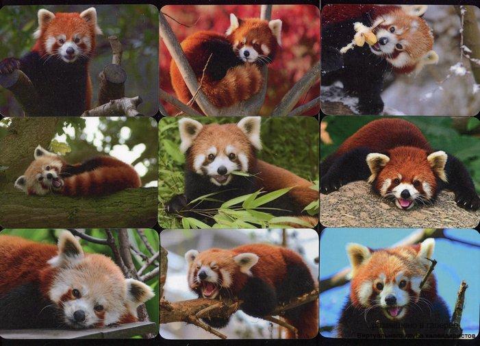 Серия календарей «Малая панда» 16 штук 2016 год