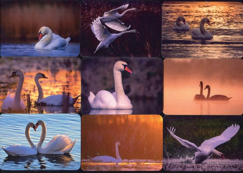Серия календарей «Лебеди» 20 штук 2019 год