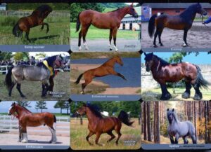 Серия календарей «Породы лошадей» 24 штуки 2019 год