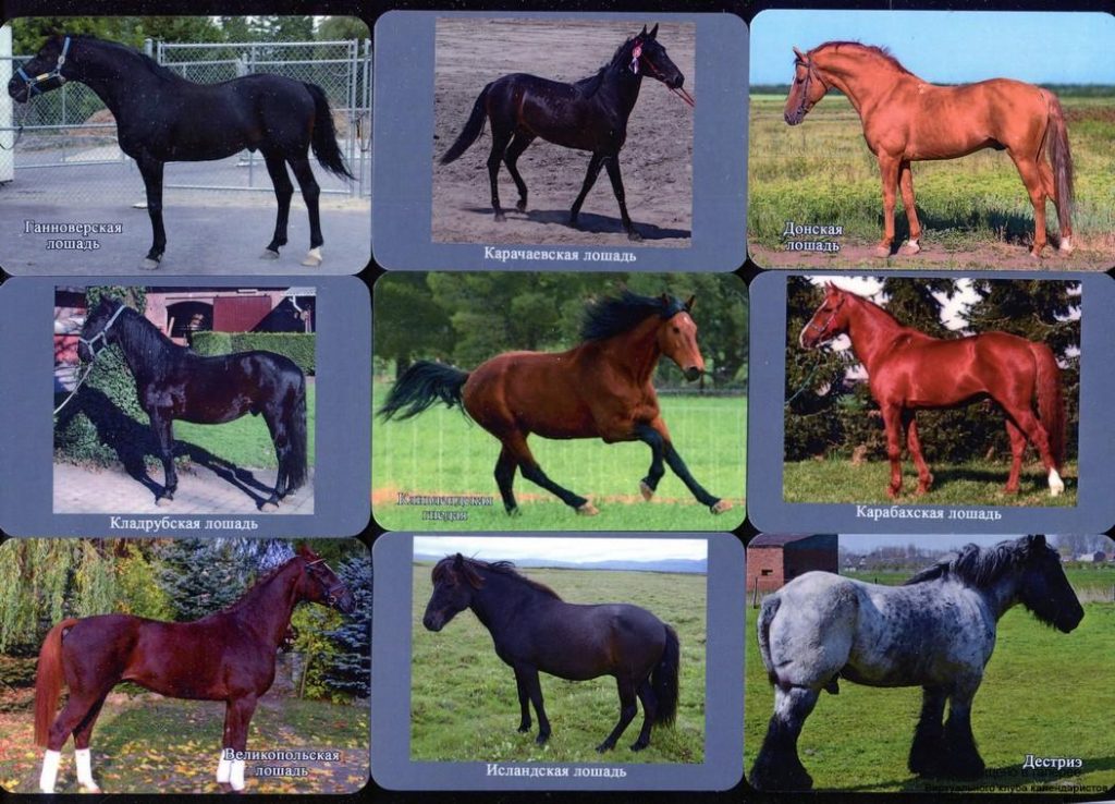 Серия календарей «Породы лошадей» 24 штуки 2019 год