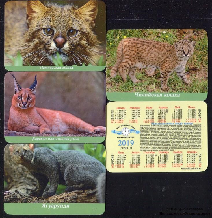 Серия календарей «Малоизвестные дикие кошки» 22 штуки 2019 год
