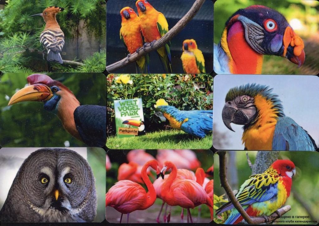 Серия календарей «Птичий парк Вальсроде Германия» 24 штуки 2019 год