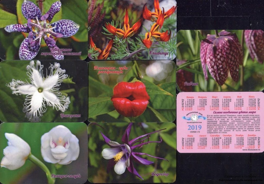 Серия календарей «Самые необычные цветы мира» 20 штук 2019 год