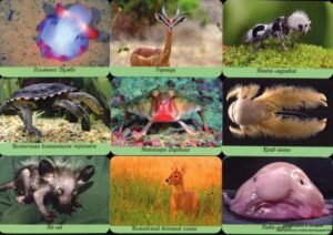 Серия календарей «странные и редкие животные» 22 штуки 2020 год
