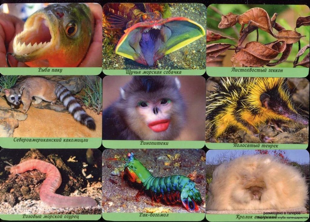 Серия календарей «странные и редкие животные» 22 штуки 2020 год