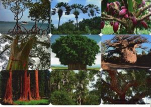 Серия календарей «Необычные деревья» 14 штук 2013 год