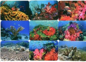 Серия календарей «Кораллы» 16 штук 2013 год