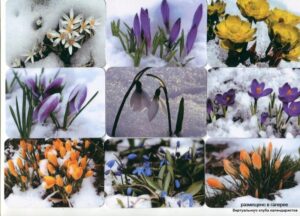 Серия календарей «Цветы под снегом» 16 штук 2013 год