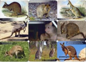 Серия календарей «Семейство кенгуру» 18 штук 2014 год