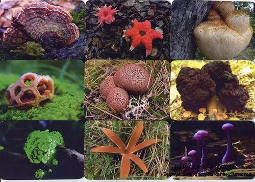 Серия календарей «Удивительные грибы» 20 штук 2014 год