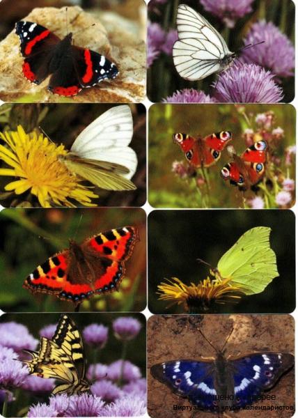 Серия календарей "Бабочки" 16 штук 2010 год