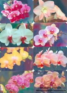 Серия календарей "Орхидеи" 8 штук 2009 год