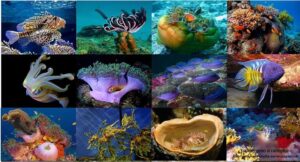 Серия календарей «Подводный мир» 12 штук 2011 год
