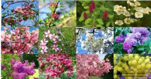 Серия календарей «Сады цветут» 12 штук 2011 год