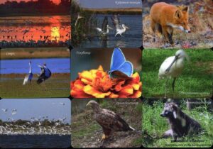 Серия календарей «Астраханский заповедник фауна» 16 штук 2016 год