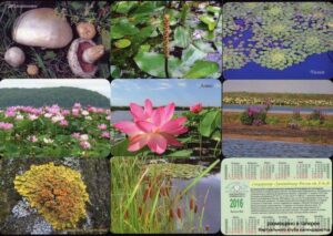 Серия календарей «Астраханский заповедник флора» 8 штук 2016 год
