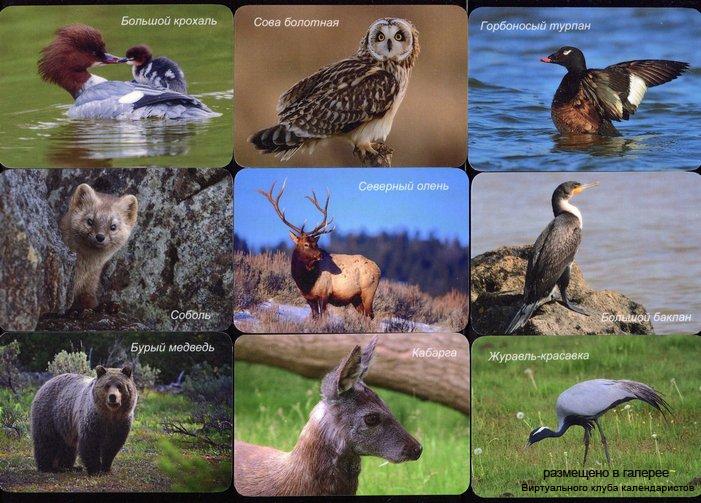 Серия календарей «Байкало-Ленский заповедник фауна » 29 штук 2016 год