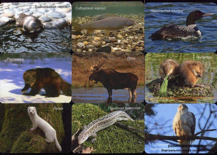 Серия календарей «Байкало-Ленский заповедник фауна » 29 штук 2016 год