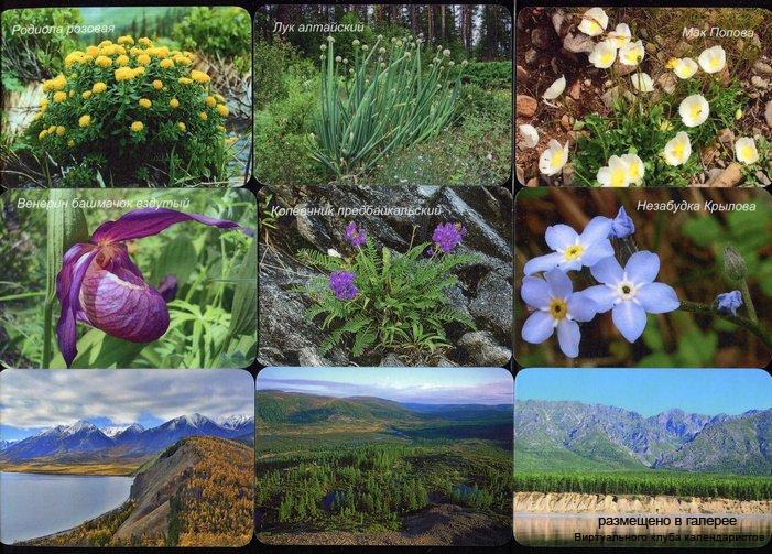 Серия календарей «Байкало-Ленский заповедник флора » 11 штук 2016 год
