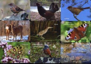 Серия календарей «Байкальский заповедник фауна» 28 штук 2016 год