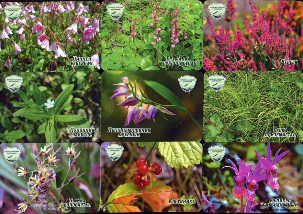 Серия календарей «Волгокамский заповедник флора» 20 штук 2020 год