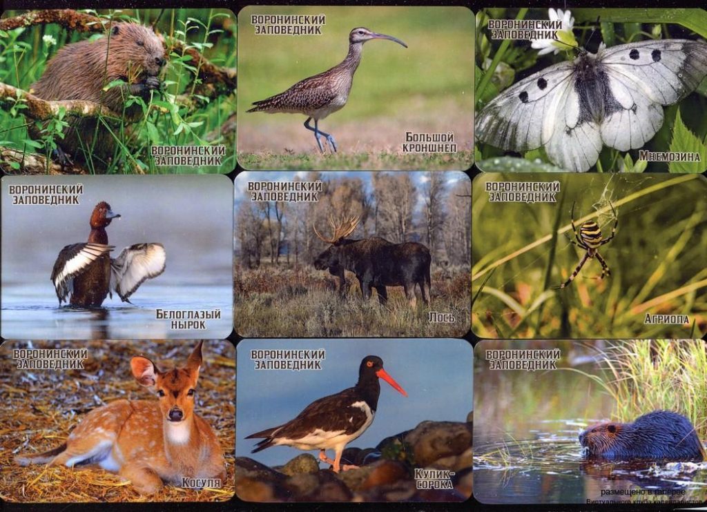 Серия календарей «Воронинский заповедник фауна» 20 штук 2020 год