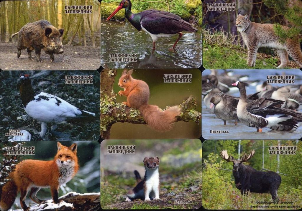 Серия календарей «Дарвинский заповедник фауна» 20 штук 2020 год