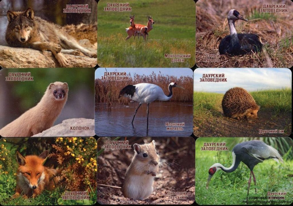 Серия календарей «Даурский заповедкик- фауна» 22 штуки 2020 год