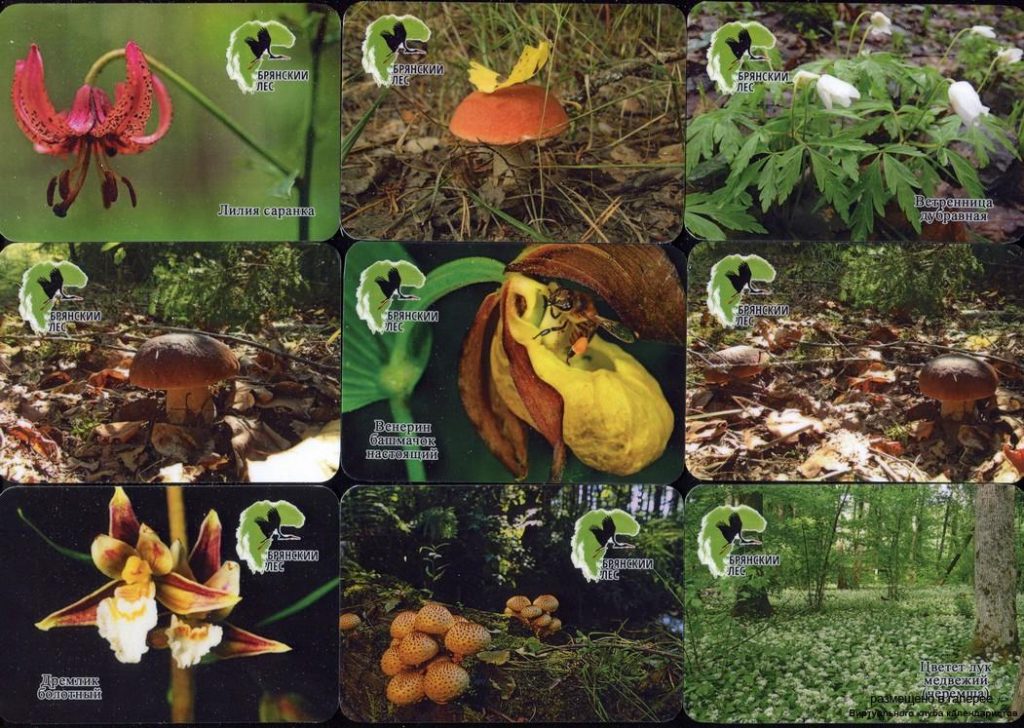Серия календарей «Заповедник Брянский лес флора» 20 штук 2019 год