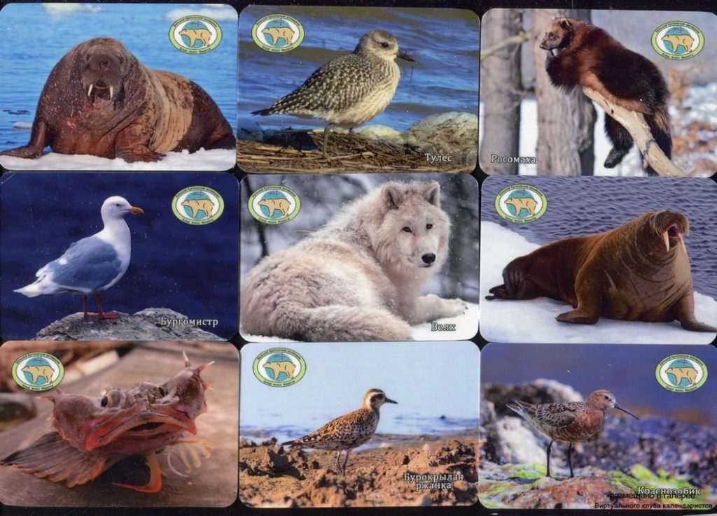 Серия календарей «Большой Арктический заповедник фауна» 24 штуки 2019 год