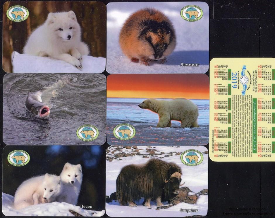 Серия календарей «Большой Арктический заповедник фауна» 24 штуки 2019 год