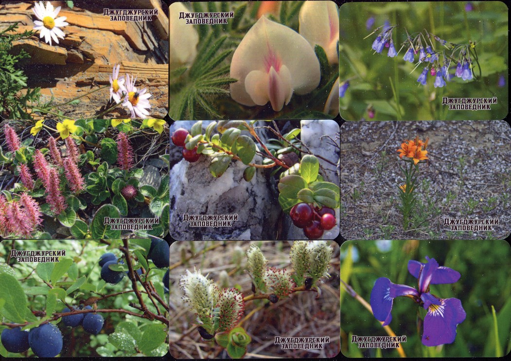 Серия календарей «Джугджурский заповедник флора» 22 штуки 2020 год