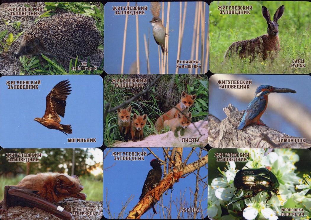 Серия календарей «Жигулевский заповедник фауна» 24 штуки 2020 год