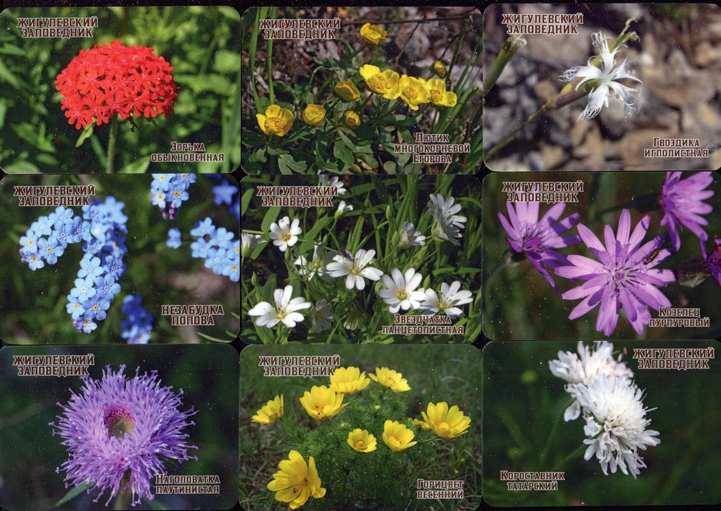 Серия календарей «Жигулевский заповедник флора» 22 штуки 2020 год