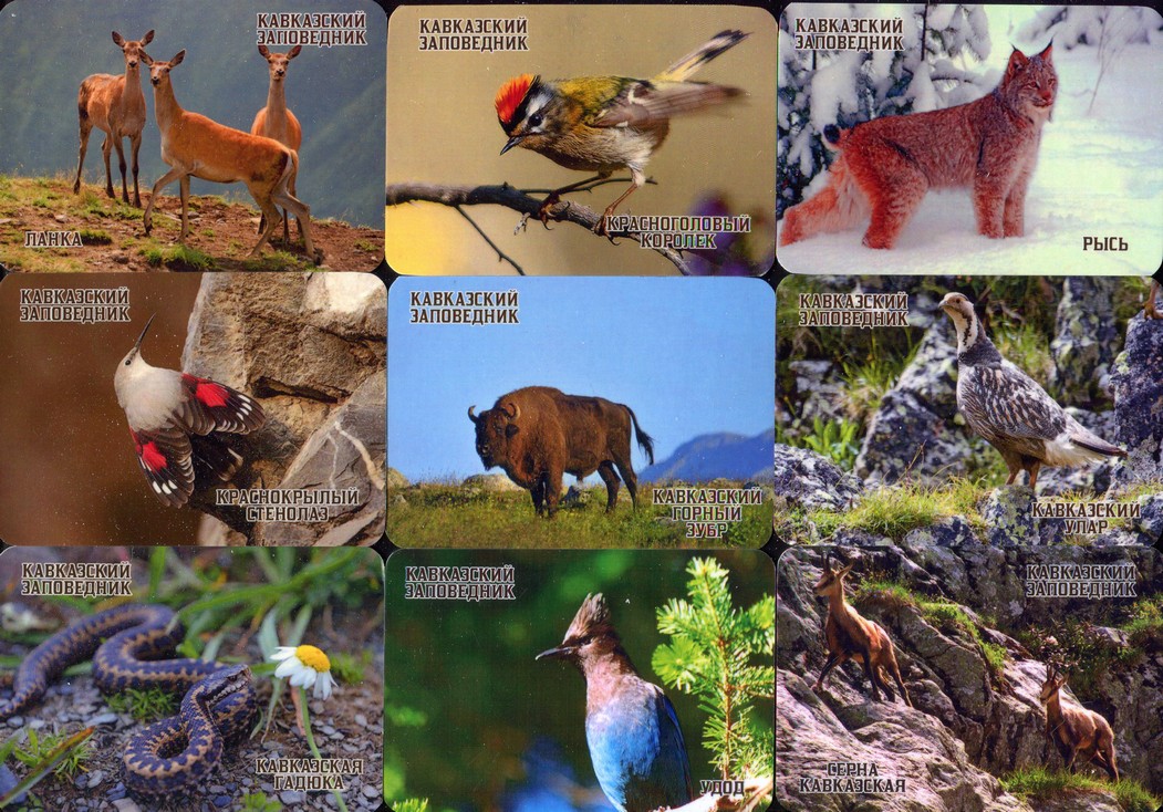 Серия календарей «Кавказский заповедник фауна» 22 штуки 2020 год