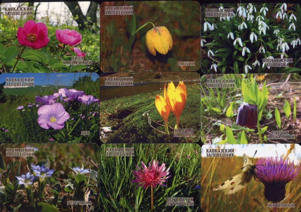 Серия календарей «Кавказский заповедник флора» 22 штуки 2020 год