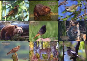 Серия календарей «Калужские засеки фауна» 22 штуки 2020 год