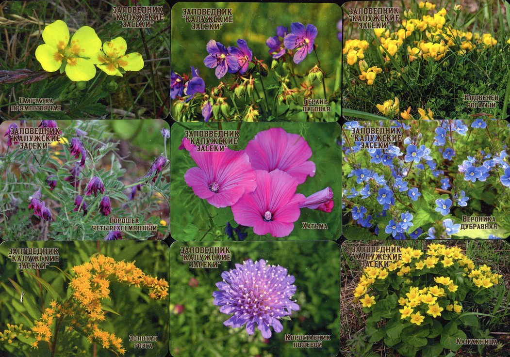 Серия календарей «Калужские засеки флора» 22 штуки 2020 год