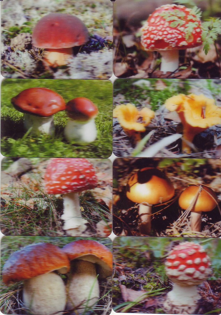 карманный календарь грибы
