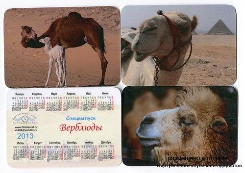 Серия календарей «Верблюды» 12 штук 2013 год