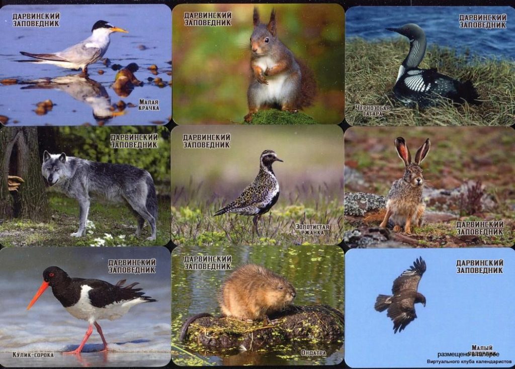 Серия календарей «Дарвинский заповедник фауна» 20 штук 2020 год