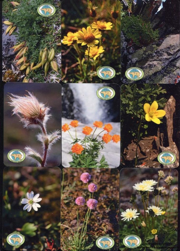 Серия календарей «Большой Арктический заповедник флора» 22 штуки 2019 год